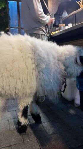 Person walks unusual white animal through Seoul streets
