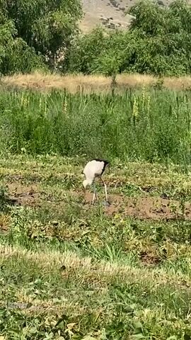 A white bird with black wingtips and long legs stands in a field of green and brown vegetation, pecking at the ground. The bird is facing left, with its head lowered and its beak touching the dirt. Behind the bird, there is a dense green forest, and in the distance, a light-colored hill. The sky is a pale blue. The video is 4 seconds long and appears to be filmed on a sunny day.