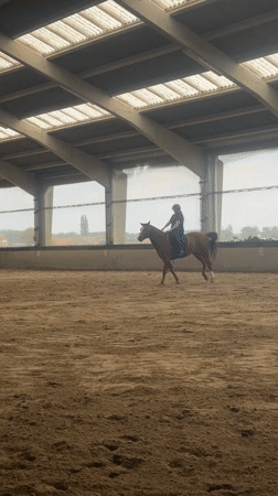 Woman conducts horse training at Belgian equestrian facility