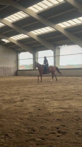 Woman conducts horse training at Belgian equestrian facility
