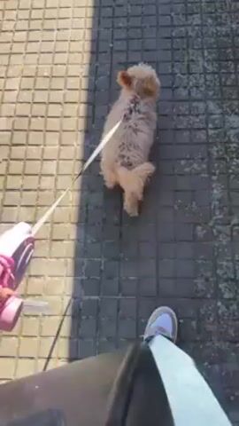 The video shows a small, light-brown dog walking on a gray tiled surface. The dog is on a white leash held by a person whose lower body is visible. The person is wearing blue jeans and white and pink sneakers. The camera is held from a point-of-view perspective, suggesting the person is filming while walking the dog. Sunlight casts shadows on the tiled surface.