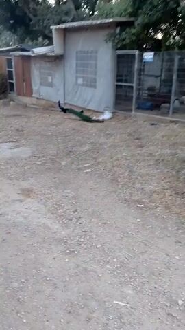 A video captures a peacock in an outdoor setting, walking in front of a building. The building appears to be constructed with a light-colored material, possibly tarp or canvas, stretched over a frame. It has several windows, some of which are made of glass blocks and others with a mesh covering. There is a door visible on the left side of the building. To the right of the main structure, there is an enclosure with a metal fence, suggesting it might be a pen or cage. The ground is covered in dirt and small stones, and some dry grass and debris are scattered around. Trees are visible in the background. The peacock has iridescent green and blue plumage.