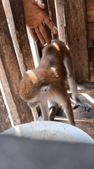 Lazy afternoon with a pet monkey in Lhokseumawe