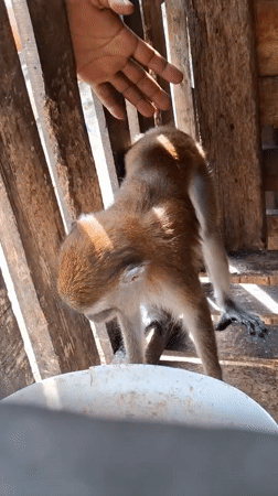 Lazy afternoon with a pet monkey in Lhokseumawe