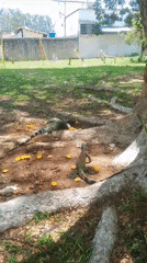 Two iguanas spotted near scattered yellow fruit in San Carlos