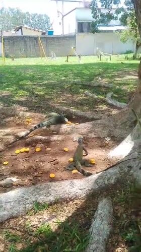 Two iguanas spotted near scattered yellow fruit in San Carlos