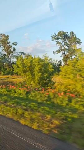 A view from a vehicle moving past a field. The field contains green grass and red flowers. There are trees in the background and a blue sky with some clouds above. The sun appears to be setting.