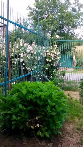 The video pans across a backyard scene behind a blue metal fence. In the foreground, a large, dense green bush is visible. Beyond the fence, a rose bush with white roses is in bloom. Further in the background, there is a tree with green leaves and what appears to be a house with a red roof. The camera then pans to the left, revealing more of the yard, including a fig tree with what seem to be purple fruits. The ground is dirt and covered with some grass and scattered debris. The lighting suggests it is daytime, possibly overcast.