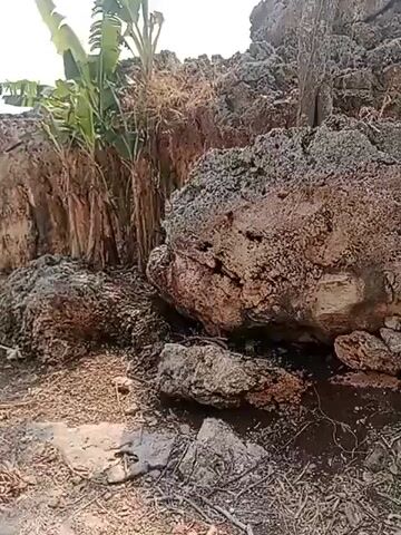 The video pans across a rocky, uneven landscape. In the foreground, there are large, rough, tan-colored rocks, some with visible roots growing around them. Behind these rocks, a steep, eroded cliff face rises, its layers of rock a mix of brown and tan, with some lighter patches. Banana trees with large green leaves are growing near the top of the cliff, their trunks visible. Further to the left, a thin, bare tree stands next to a dirt path. The path is lined with smaller rocks. The ground is covered with dry leaves, twigs, and debris. The sky is overcast and bright.