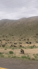 Sheep and goats graze hillside in Churmian, Pakistan