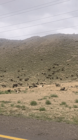 Sheep and goats graze hillside in Churmian, Pakistan