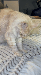 Wet cat grooming itself on bed in Kazan
