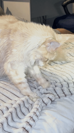 Wet cat grooming itself on bed in Kazan