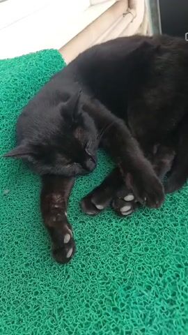 A black cat with green eyes is lying on a green textured mat. The cat is facing the camera and is partially asleep. The background is out of focus and appears to be an indoor setting with a white wall and blinds. The cat occasionally blinks and twitches its ears.