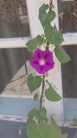A close-up shot of a purple morning glory flower and vine is captured. The flower, with five prominent petals and a lighter center, is in full bloom. The vine, with heart-shaped green leaves, is wrapped around a thin, brown stem, climbing upwards along a white window frame. The background is blurred, suggesting a shallow depth of field, but hints at a window with patterned glass and an outdoor setting. The lighting is natural, indicating it was filmed during the day.