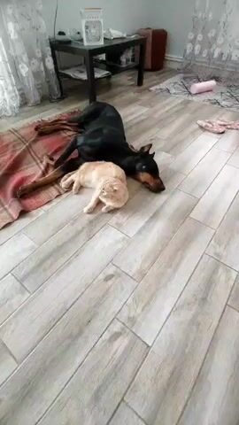 The video shows a black Doberman Pinscher and a light-colored cat lying together on a wooden floor. The dog is on its side, with its head resting near the cat. The cat is curled up next to the dog, appearing to be asleep. The scene is indoors, with furniture and curtains visible in the background. The lighting suggests it is daytime. The overall impression is one of peaceful coexistence between the two animals. There is no visible text in the video.