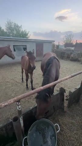 The video shows a farmyard scene with several horses. In the foreground, a brown horse is bending down to drink from a trough. To the left of this horse, there are two other brown horses, one standing and facing left, the other a foal standing and facing the camera. In the background, there is a long, low building with windows and a fence. There are also hay bales visible in the background. The ground is covered in dirt and straw. The sky is visible and appears to be dusk.