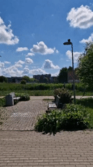 Morning wildlife activity documented at Klaipėda park pond