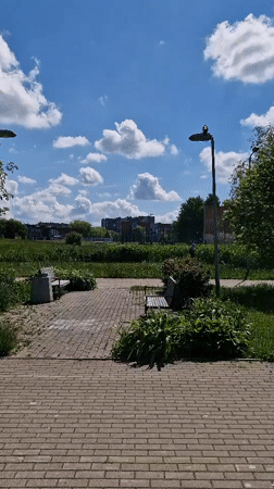 Morning wildlife activity documented at Klaipėda park pond
