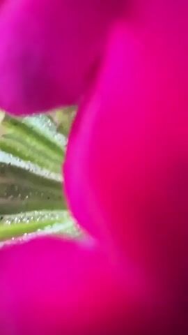 The video is an extreme close-up of pink flowers. The flowers are small with five petals each and a white center. The petals are a bright, saturated pink. The background is a blur of pink, suggesting the flowers are clustered together. The camera moves in and out of focus, showing the delicate texture of the petals. The video is short, lasting only a few seconds.