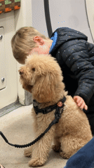 Child pets poodle on London train Thursday evening