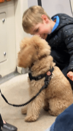 Child pets poodle on London train Thursday evening