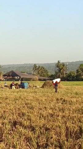 A person walks across a dry, golden field, carrying a large white sack over their shoulders. The person is wearing a dark shirt and red pants. In the background, there is a large pile of hay or dried grass. Further back, a dark tent-like structure is set up, with several people working underneath it. To the left of the tent, there are some blue barrels. Beyond the tent, there are trees, including palm trees, and a distant hazy landscape of hills or mountains. The sky is clear and pale blue. The overall scene depicts agricultural work in a rural, possibly tropical or subtropical, environment.