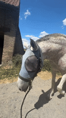 Dappled grey horse in a Belgian farmyard on a sunny day