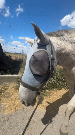 Dappled grey horse in a Belgian farmyard on a sunny day