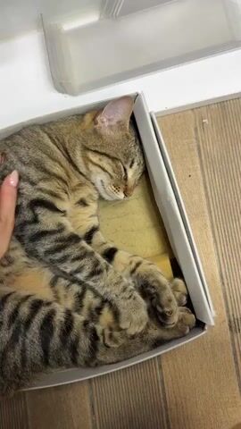 A short video shows a tabby cat sleeping in a white box. The cat is lying on its side with its eyes closed, limbs curled up beneath its body. A hand with manicured nails and a gold bracelet reaches into the box and gently pets the cat. The box is sitting on a wooden floor near a white object.