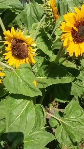 The video shows a close-up of several sunflowers with bright yellow petals and dark centers. The sunflowers are surrounded by large, green leaves. The lighting suggests it is daytime, with sunlight illuminating the flowers and foliage. The camera appears to be held steady, focusing on the blossoms. The background is slightly blurred, but hints at a garden setting with other plants and possibly a structure.