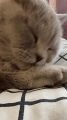Morning life documented in Ternopil: cats, streets, everyday moments