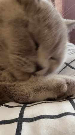 Morning life documented in Ternopil: cats, streets, everyday moments