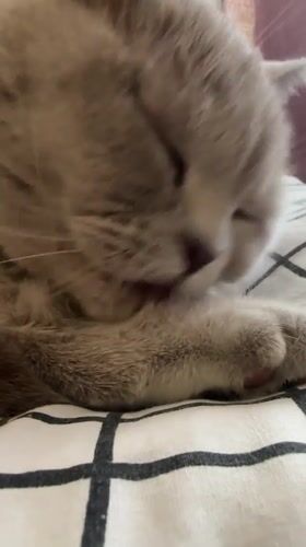 Morning life documented in Ternopil: cats, streets, everyday moments
