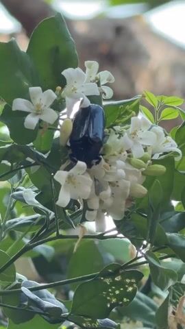 A dark-colored beetle is visible amid white flowers and green leaves on a plant. The camera zooms in closely on the insect as it rests on the cluster of flowers.