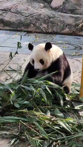 A panda sits on the ground eating bamboo. It is facing the camera and is surrounded by green bamboo leaves. Behind the panda is a rocky wall and a small pool of water. To the right of the panda is a yellow post.