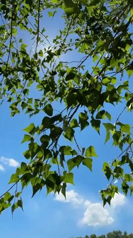 A low-angle shot looks up through the branches of a deciduous tree against a bright blue sky with scattered white clouds. Sunlight filters through the dense green foliage, creating lens flares and dappled light. The leaves are a vibrant green and appear healthy. The branches are dark and appear sturdy. In the distance, a faint line of trees is visible along the horizon, suggesting a natural landscape. The overall impression is one of a sunny day in nature.