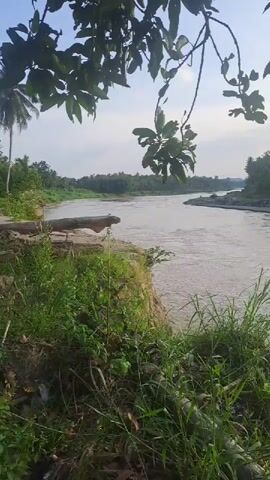 The video captures a serene natural landscape featuring a wide river in Kulu, Indonesia. The camera slowly pans from left to right, revealing the expanse of the waterway.

In the immediate foreground, lush green grass, bushes, and verdant tree branches with leaves frame the scene, creating a natural vignette. A piece of driftwood or a fallen log is visible on the near riverbank at the start of the video. The river itself flows gently, its surface reflecting the soft light from the sky, with the water appearing somewhat turbid.

On the far bank, a dense line of dark green trees, possibly including palm trees, stretches across the horizon, indicating a rich, forested environment. The sky above is a pale blue with scattered soft white clouds, suggesting either an early morning or late afternoon setting. A subtle glint of sunlight on the water towards the right side of the frame further supports the idea of sunrise or sunset, bathing the scene in a peaceful, natural light.

The scene conveys a sense of tranquility and untouched natural beauty. No people, animals, or man-made structures are visible. There is no visible text in the video.