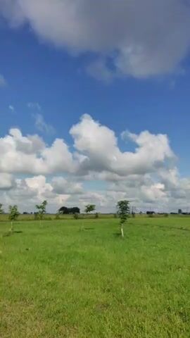 The video shows a wide shot of a grassy field under a bright blue sky with white clouds. Several young trees are scattered across the field, some with stakes supporting them. In the distance, there are faint structures and a line of trees or bushes. The camera appears to be stationary or moving very slowly. The overall impression is of an open, rural landscape on a sunny day.