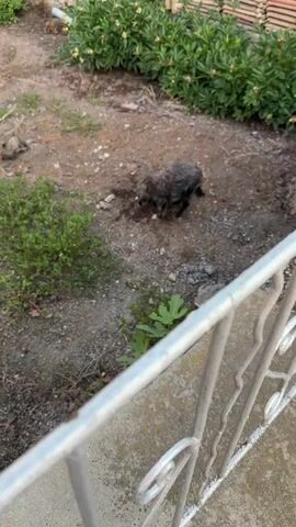 A black dog is digging in the dirt in a yard. The dog is in the center of the frame. There are green bushes and plants around the yard. A white fence is in the foreground.
