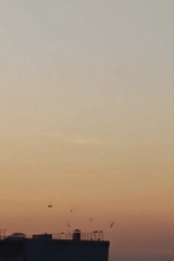 Golden sunset over Rubtsovsk, birds in flight against the fading sky