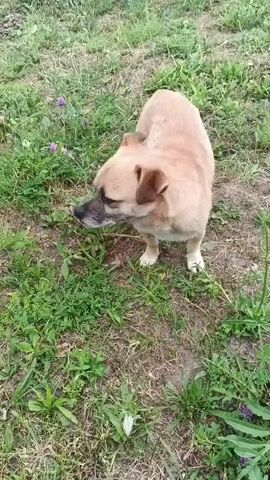 A light brown dog with its head turned to its left sniffs at the ground. The dog is standing in a grassy area with some scattered purple flowers. The camera pans slightly to the left and then right as the dog continues to sniff. The dog then turns its head forward, looking directly at the camera with a somewhat sad expression. The video captures the dog's interaction with its environment and its reaction to the camera.