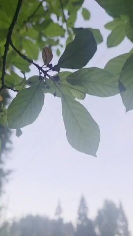 The video begins with a close-up of green leaves against a pale sky. The camera then pans down and to the right, revealing a narrow dirt path winding through a field of tall green grass. In the background, a dense line of trees, including several tall, conical evergreens, forms a backdrop. A light mist hangs over the field and the trees, creating a soft, hazy atmosphere. Three thin, dark power lines are visible stretched horizontally across the upper portion of the frame. The lighting suggests it is early morning or late evening. There are no people or animals visible in the video.