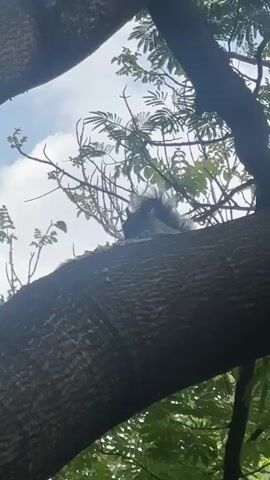 The video shows a tree branch with a squirrel perched on it. The squirrel has a grey body and a fluffy white tail. The leaves of the tree are green. The sky is visible in the background.
