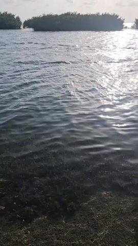 A drone shot pans across a calm body of water, with lush green foliage visible in the foreground. Sunlight glints off the water's surface. In the distance, a line of trees forms the shoreline, with a small opening suggesting a channel. A small boat with two people on board is visible in the right side of the frame, moving away from the camera. The sky is bright with a few scattered clouds.