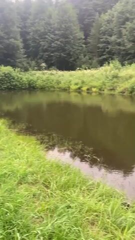 The video shows a river flowing through a wooded area. The riverbanks are lined with lush green grass and trees. The water is a murky brown color, and the sky is overcast. The camera pans from left to right, capturing the serene natural landscape. In the foreground, tall blades of grass sway gently in the breeze, and a section of orange safety netting is visible on the right side of the frame. The reflection of the trees and sky can be seen on the surface of the water.