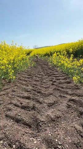 A tan dog runs towards the camera on a dirt path through a field of yellow flowers under a bright blue sky. The path shows tire track patterns. The dog appears energetic and focused on moving forward. The field surrounds the path on both sides, filled with blooming yellow flowers. The sky is clear and blue.