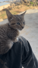 Morning moments with kitten, moth, and landscapes in Jos
