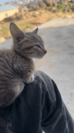 Morning moments with kitten, moth, and landscapes in Jos