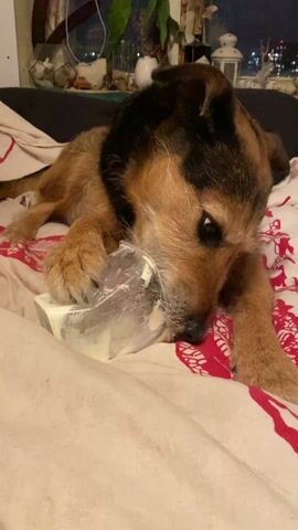 A tan and black terrier-mix dog lies on a bed with a cream and red patterned sheet, licking the inside of a clear plastic tub of white creamy substance. The dog is resting its paws on the plastic container, securing it as it licks.  A window is visible in the background with plants and decorative objects on the window sill, and lights from buildings at night can be seen outside the window.  The dog is mostly still as it focuses on licking the tub.